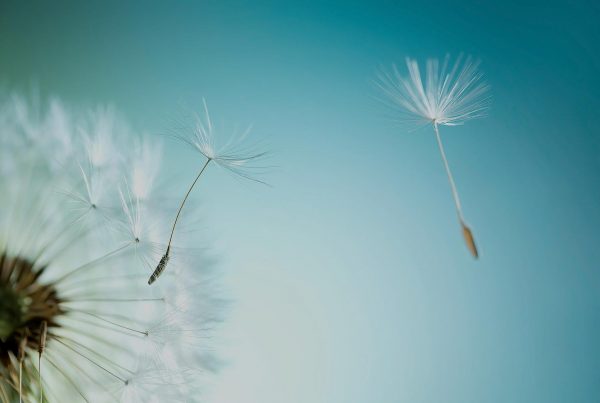 The Universal Soul Company header Image - Dandelion with tint overlay
